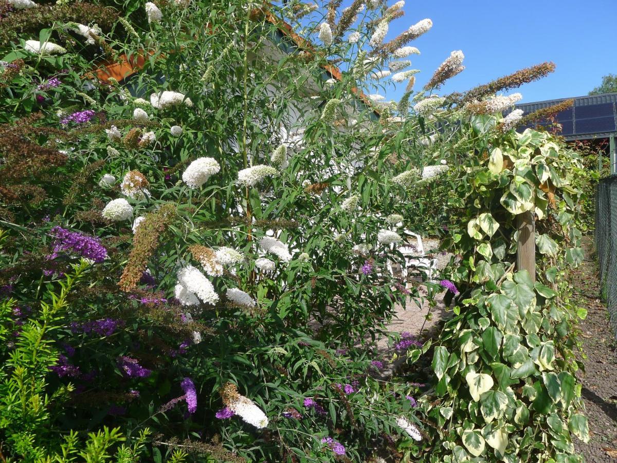 Roggel B&B De Kleine Wijngaard מראה חיצוני תמונה